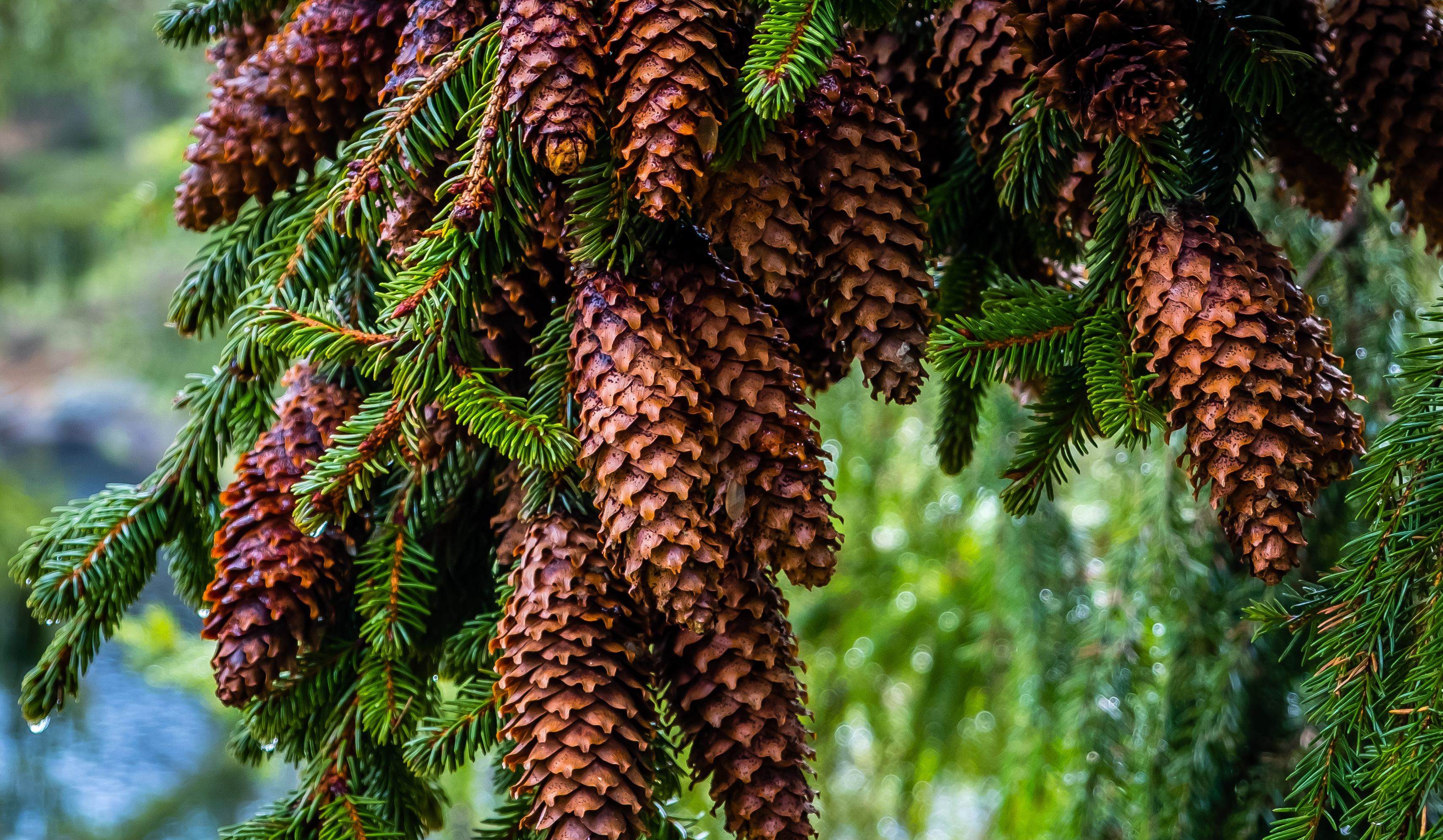 Stubbfräsning Växjö
